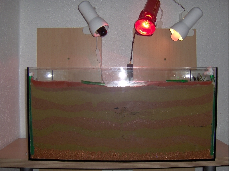 Messor Spec. Formicarium Neu