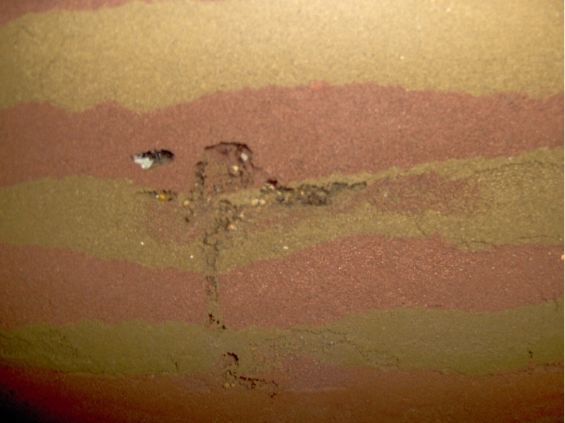 Messor Spec. Formicarium Neu1