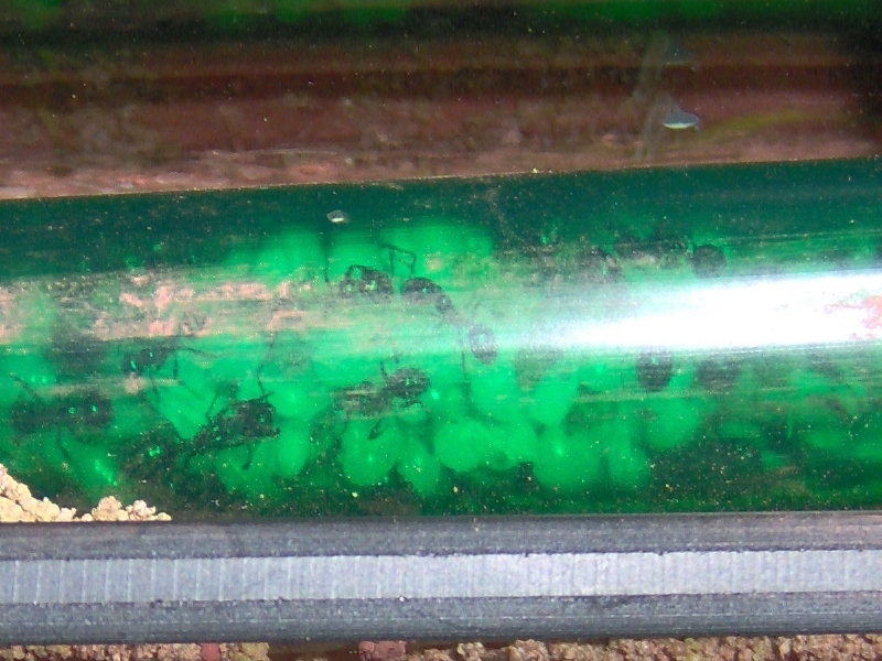 Schlauch mit Puppen/Körner