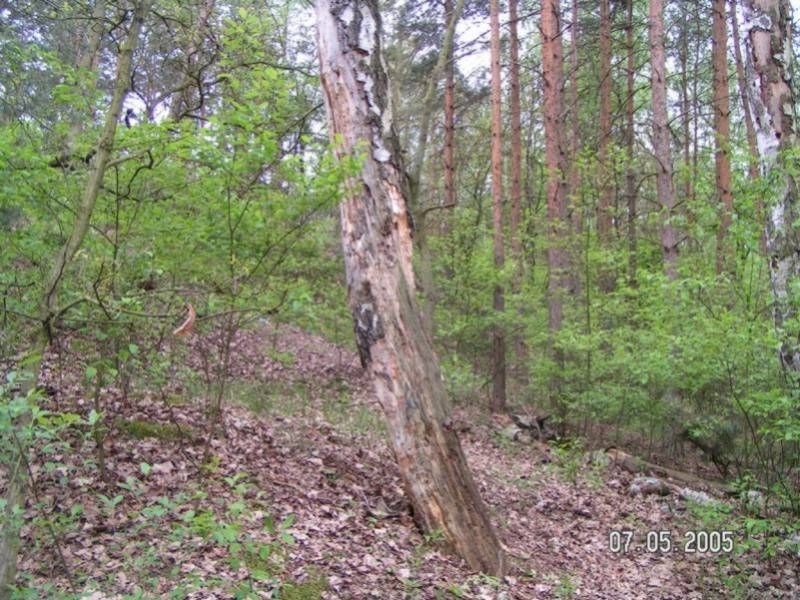 nest of Camponotus fallax