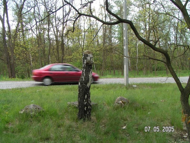 nest of Camponotus fallax