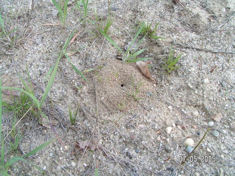 nest of Manica rubida