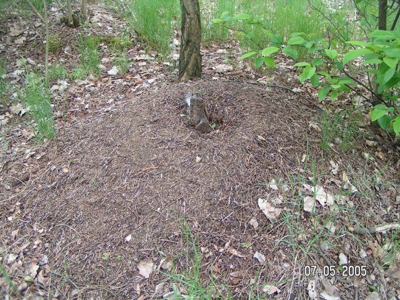 nest of Formica rufa