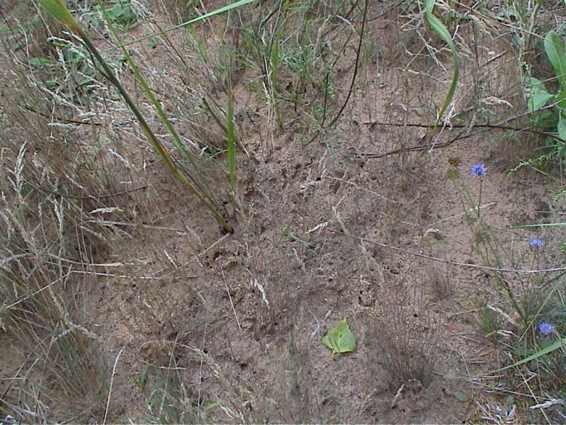 Lasius sp. Nesteingang