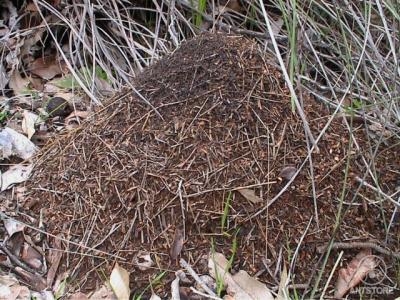 Waldameisenhaufen von einer Dolichoderine / Westaustralien