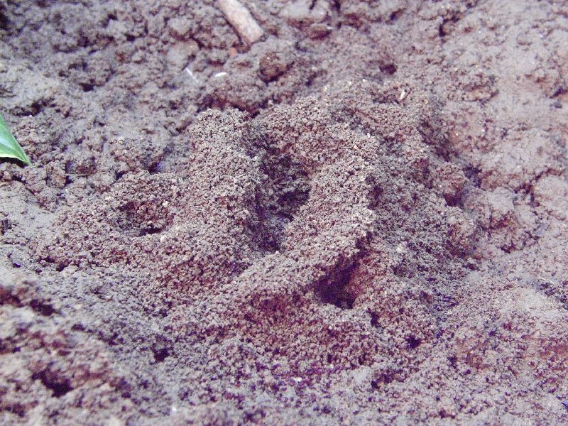 Nest von Pheidologeton diversus