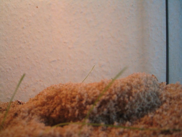 Pheidologeton diversus Nesteingang