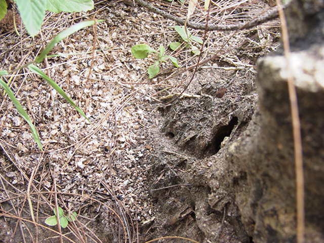 Nesteingang von Ernteameisen aus Kenia