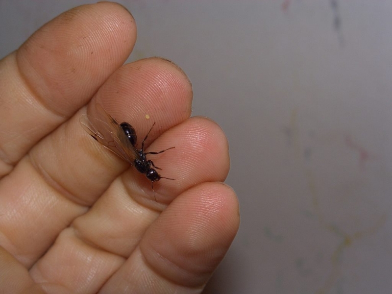 Messor barbarus Jungkönigin