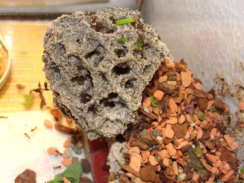 Acromyrmex spec. mit Pilz
