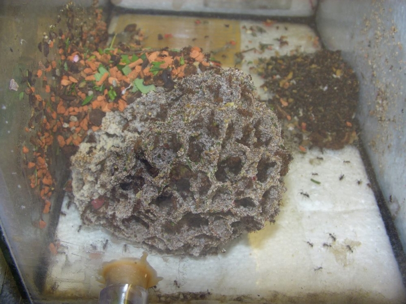 Acromyrmex spc. Pilz