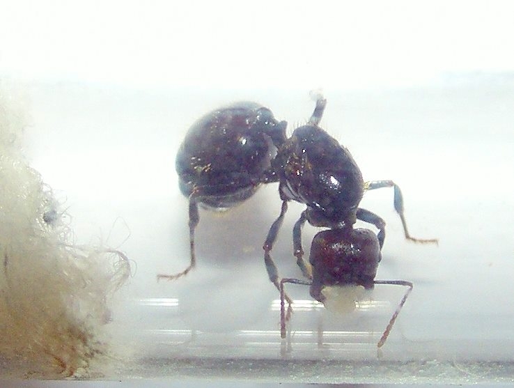Messor barbarus Königin mit Eiern in den Mandibeln