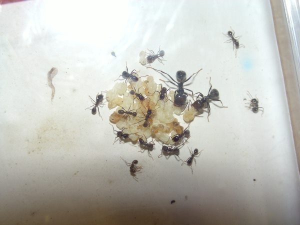 Messor barbarus