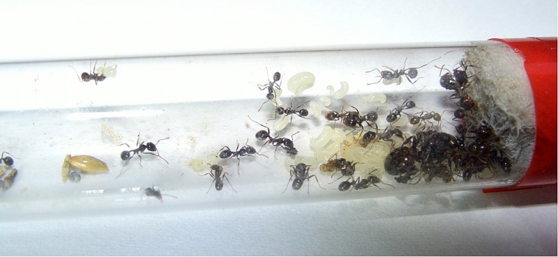 Messor barbarus