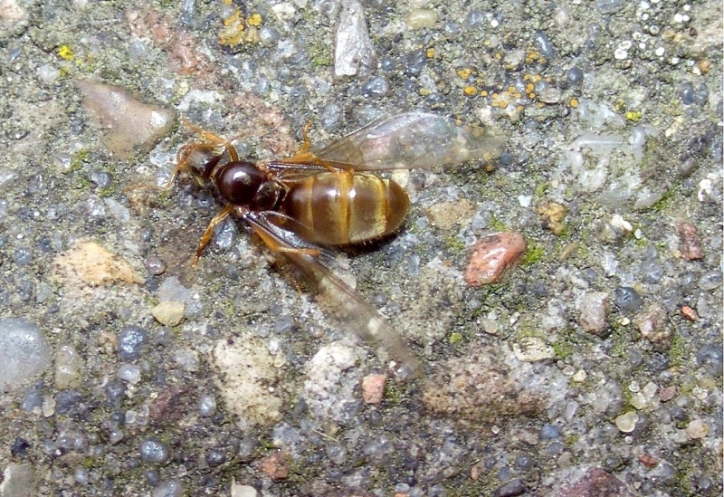 Lasius spec.