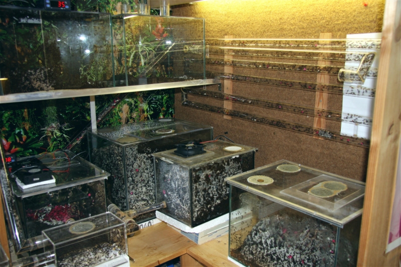 Acromyrmex spec. Anlage