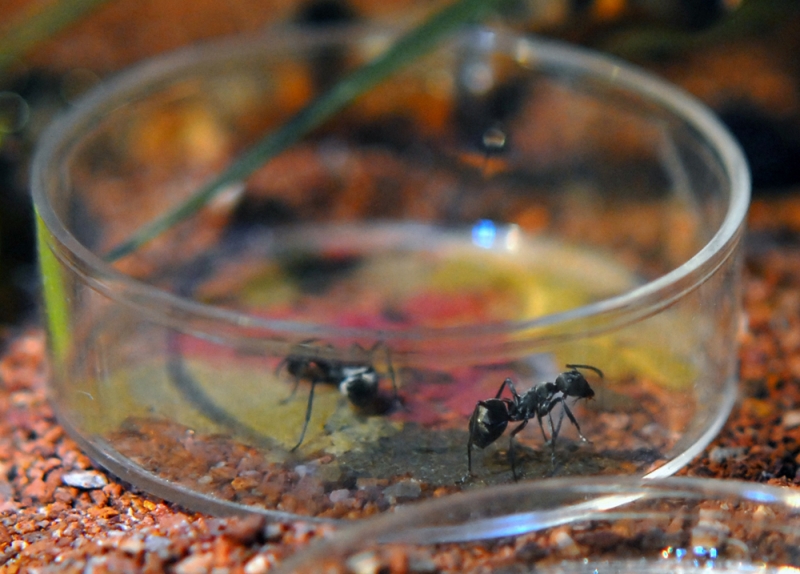 Polyrhachis dives beim Fressen