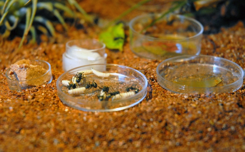 Polyrhachis dives beim Fressen