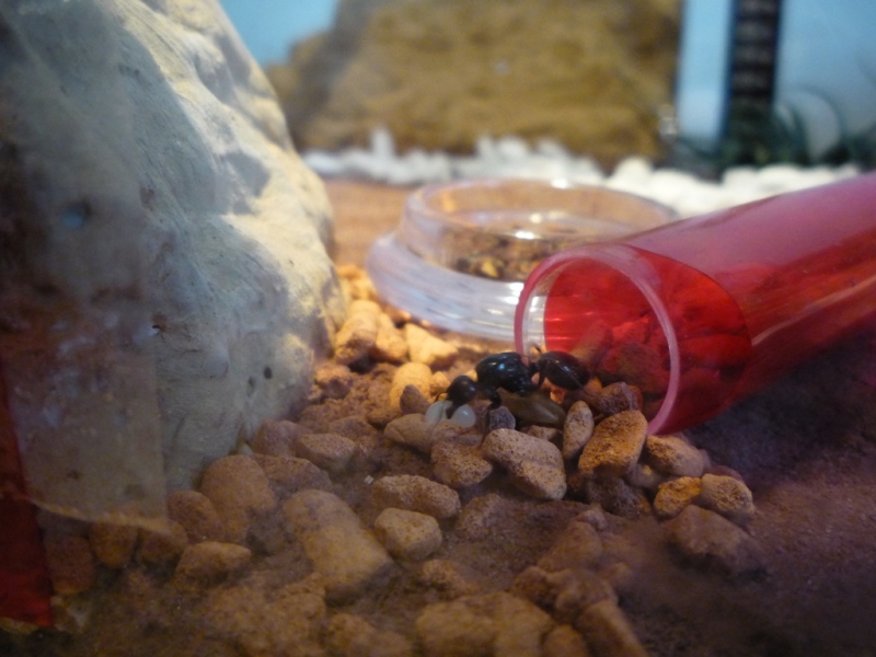 messor barbarus