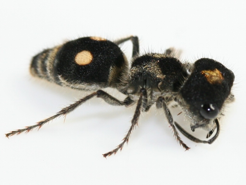 Mutillidae spec. Costa rica