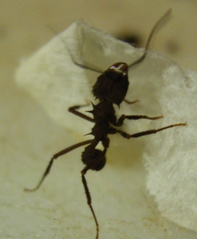 Acromyrmex sp.