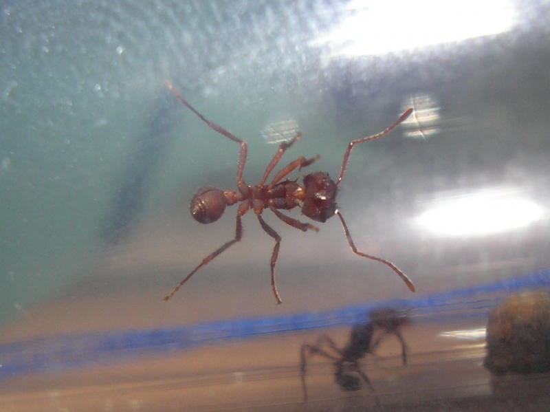 Acromyrmex sp. von unten
