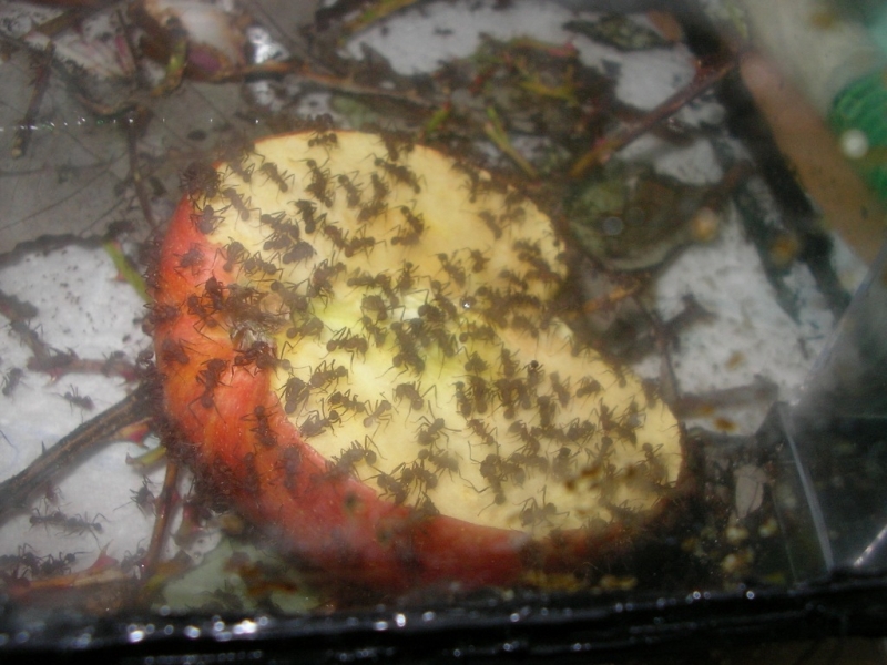 Mal ein Apfel für zwischendurch