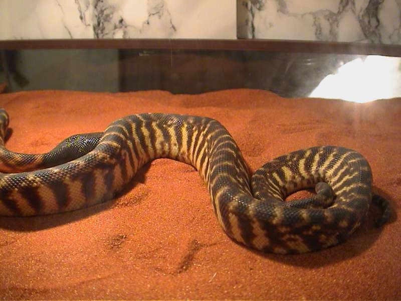 Hamm 09/2005, Schlange