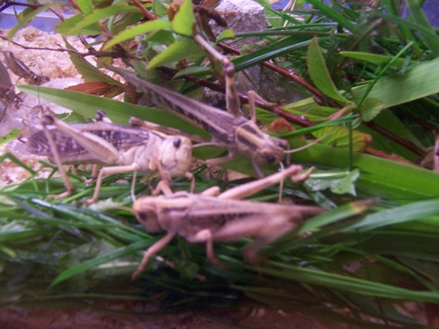 Futterinsekten in einem 30*20cm Becken