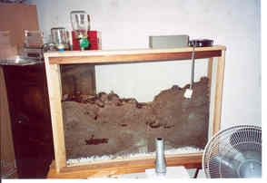 Mijn Formica sanquinea set up