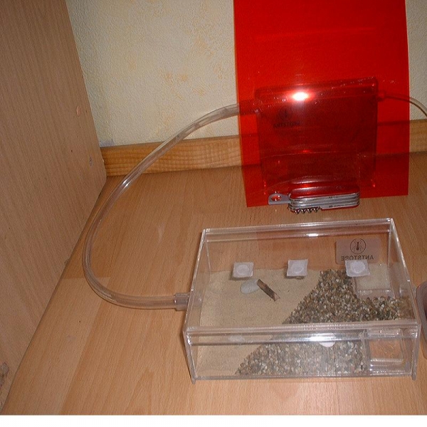 Antfarm von GÖKI (starter set 1)