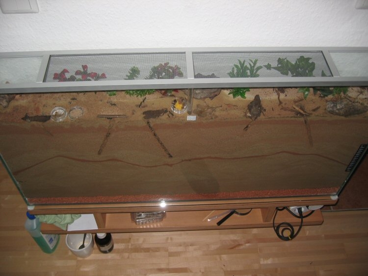 Spezial Antfarm für Pachycondyla spec. (2)