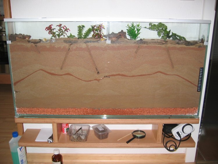 Spezial Antfarm für Pachycondyla spec. (3)