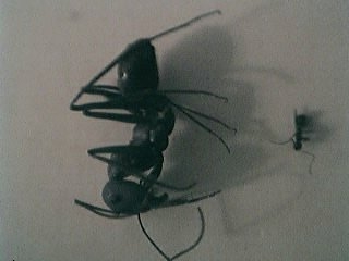 Cataglyphis savignyi