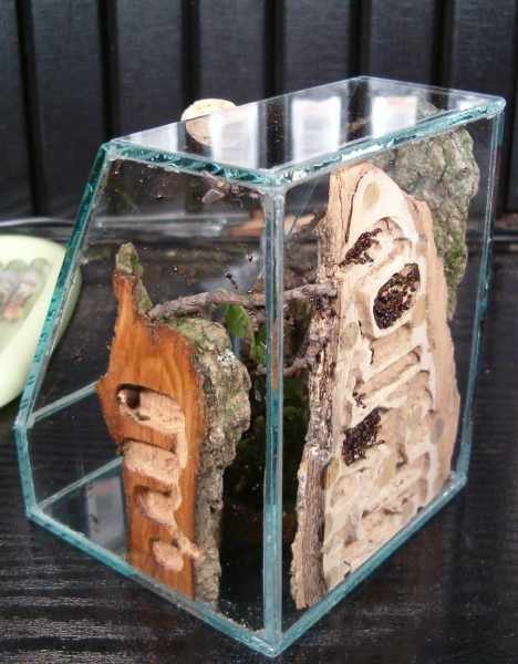 formicarium/terrarium