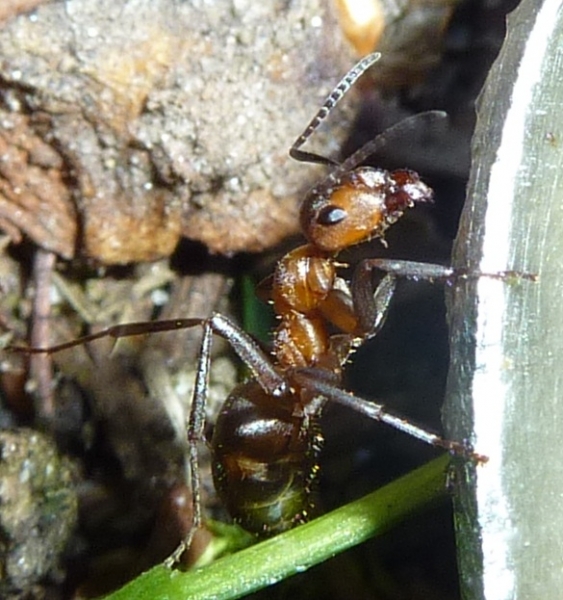 Formica (Raptiformica) sanguinea