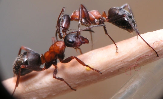 Formica rufibarbis / Workers