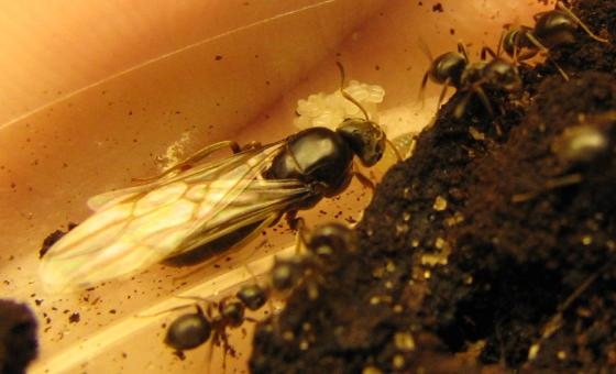 Lasius niger (queen with wings lay eggs)