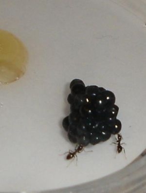 Lasius niger + Kavier *g*