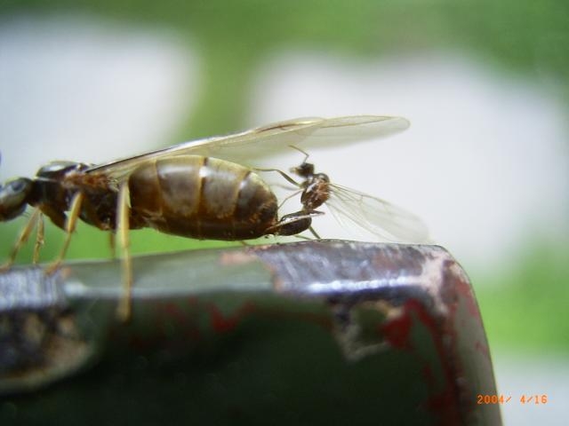 Lasius Königin während der Paarung