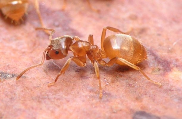 Lasius flavus / Worker