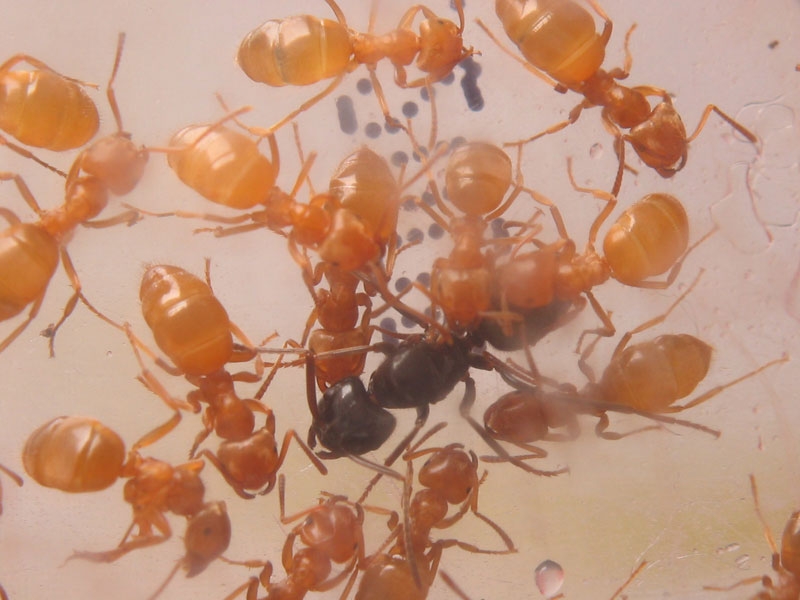 Lasius fuliginosus / queen + L.umbratus workers