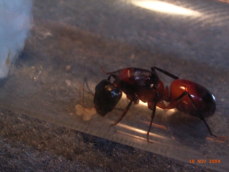 Camponotus ocreatus Königin