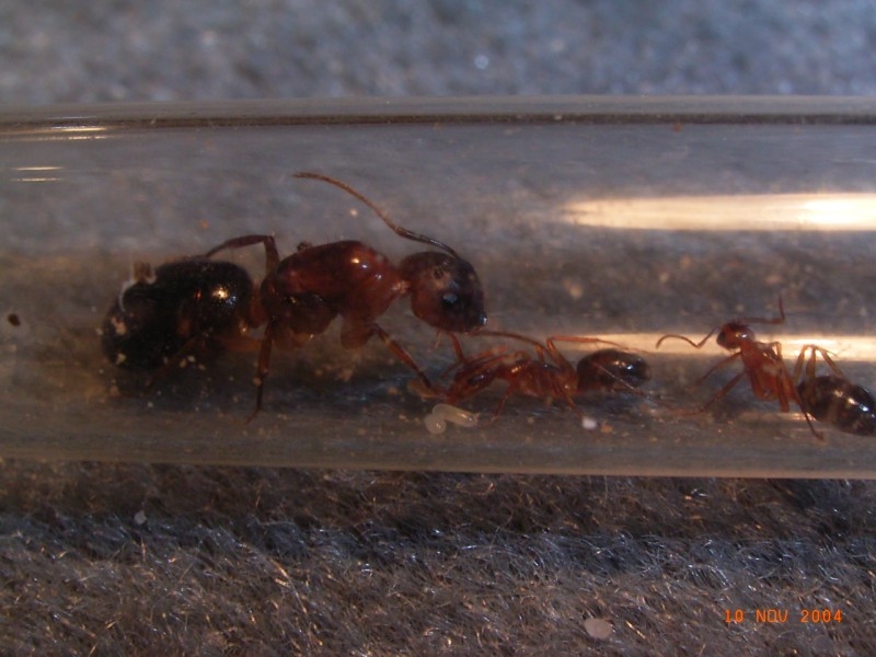 Camponotus festinatus