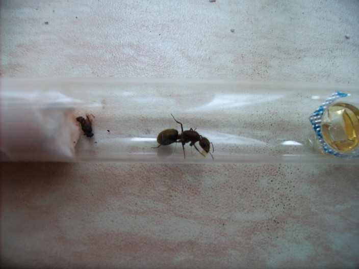 Camponotus spec. 1