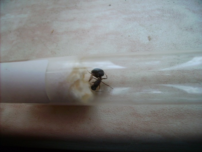 Camponotus spec. 3