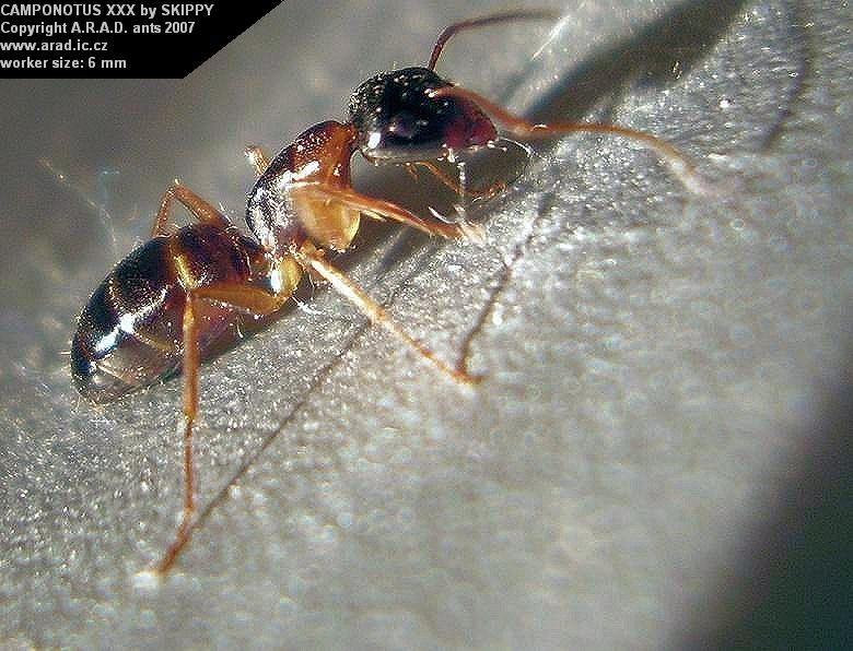 What is this Camponotus ????