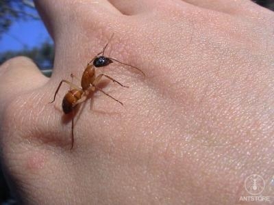 Camponotus sp.  aus Westaustralien