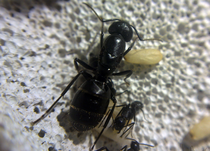 Camponotus vagus