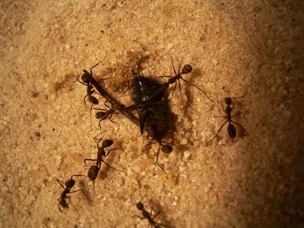 Camponotus cruentatus